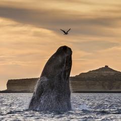 Right whale, Patagonia , Argentina_545439826.jpg
