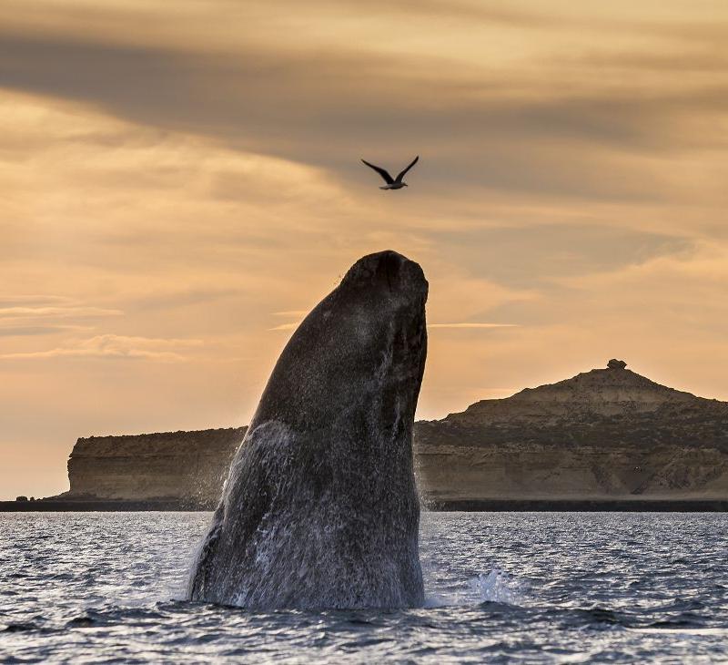 Circuit en Argentine