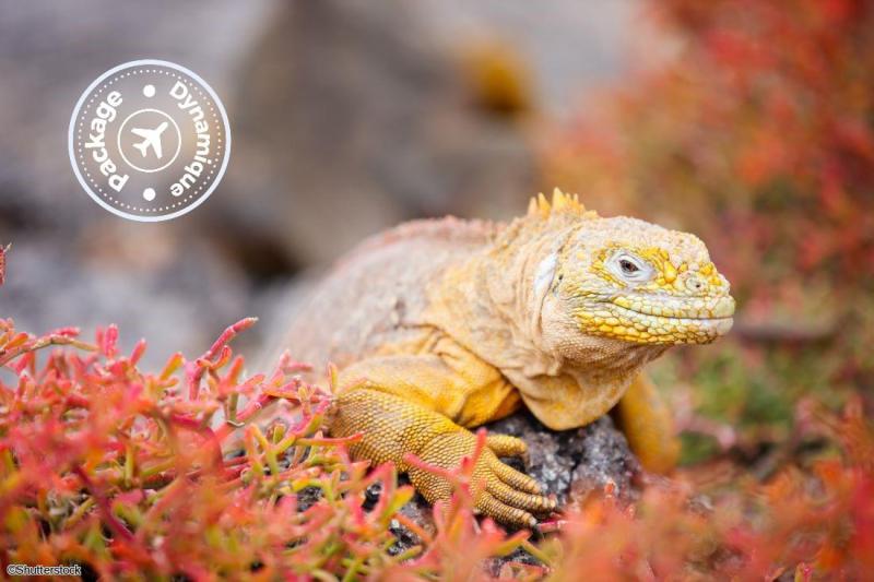 Voyage en petit groupe en Equateur et aux Galapagos