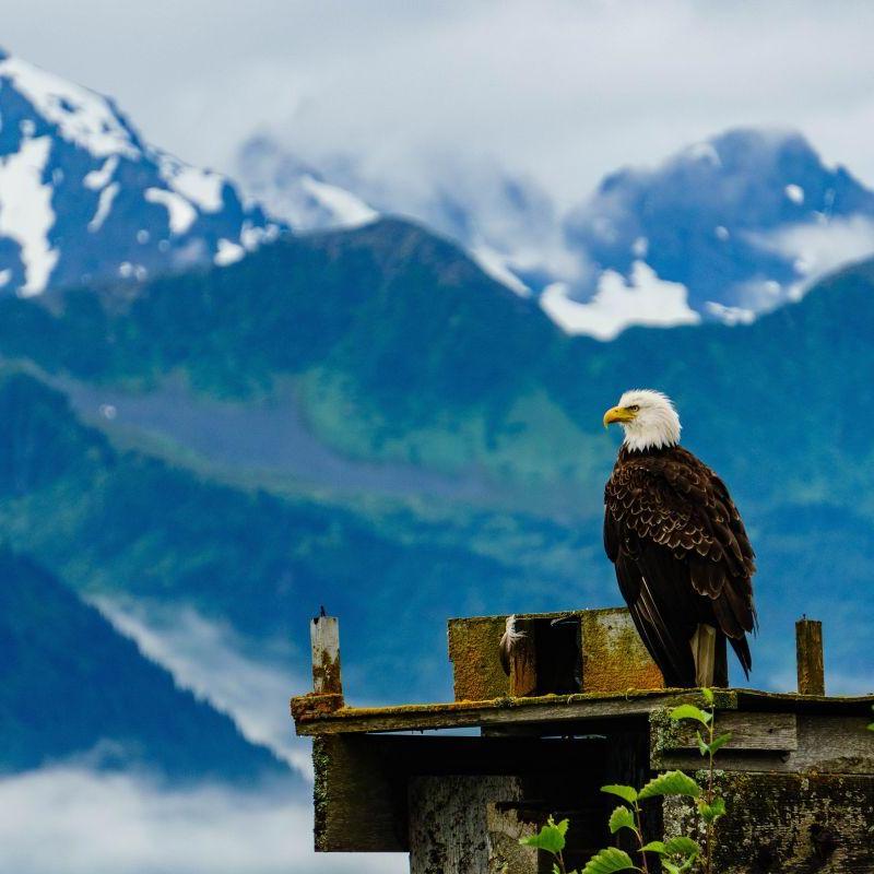 Voyage en Alaska et au Yukon