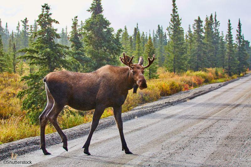 Voyage en Alaska et au Yukon