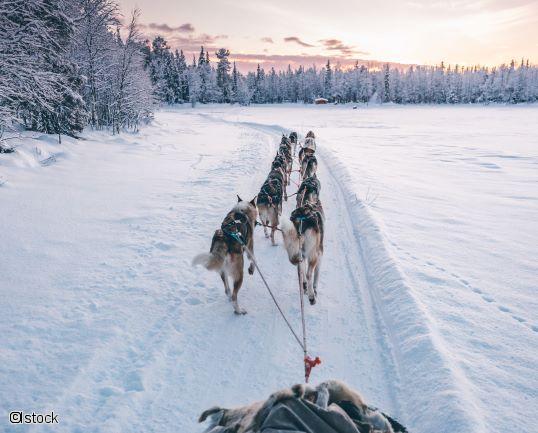 Chiens de traîneau au Québec