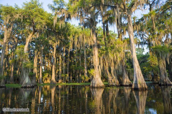 Voyage en petit groupe en Louisiane et au Tennessee