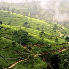 sri-lanka-nature-nuwara-eliya-tea-plantation.jpg