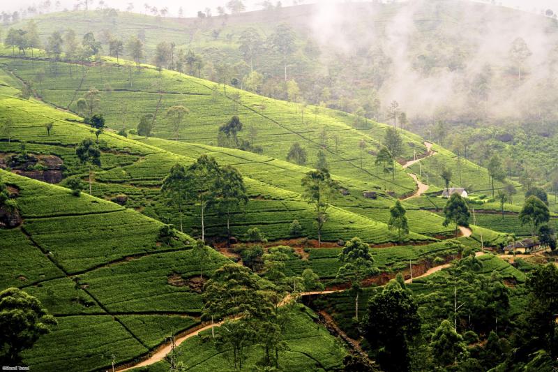 Voyage en petit groupe au Sri Lanka