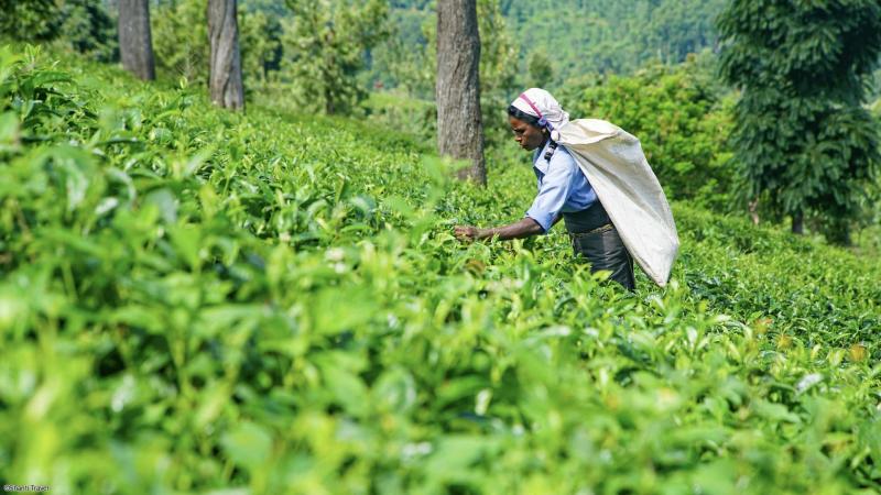 Voyage en petit groupe au Sri Lanka