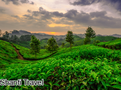 india-nature-tea-plantation-kerala.png
