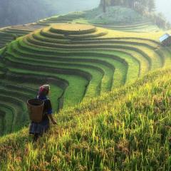 Vietnam_Nature_Landscape_Riecfields.jpg